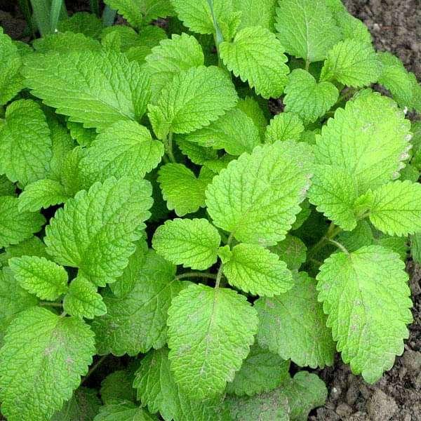 Lemon_Balm