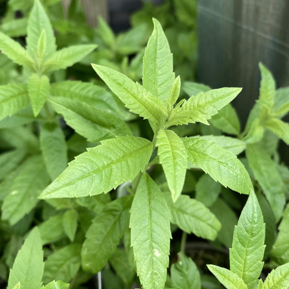 Lemon_Verbena