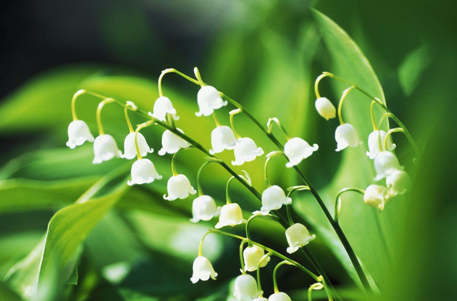 Lily-of-the-Valley