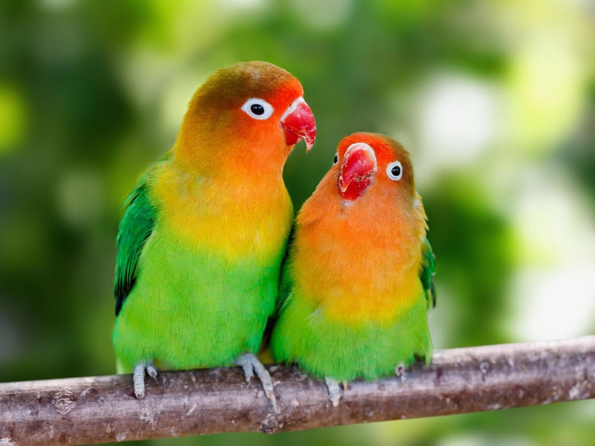 Lovebird