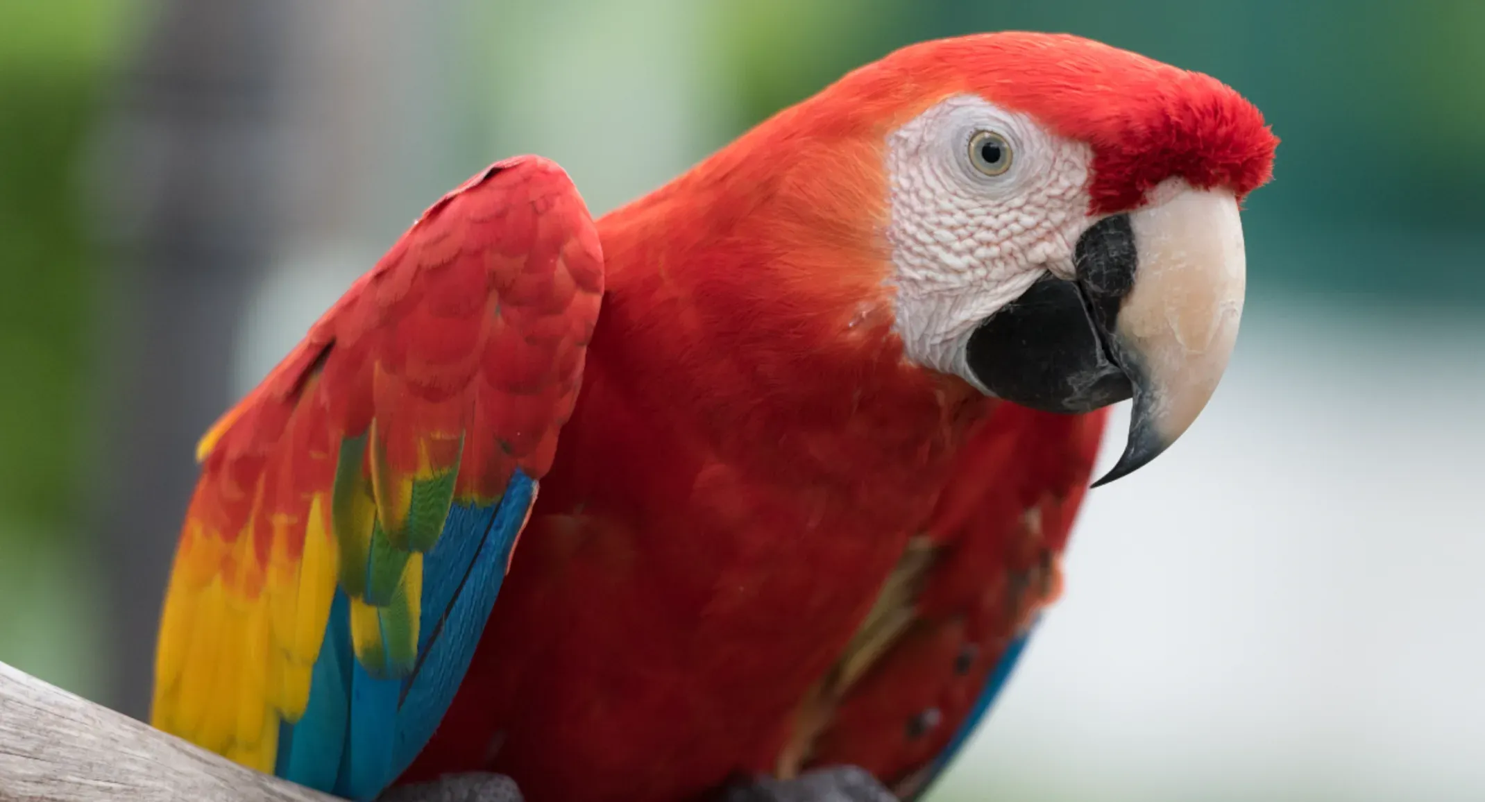 Macaw