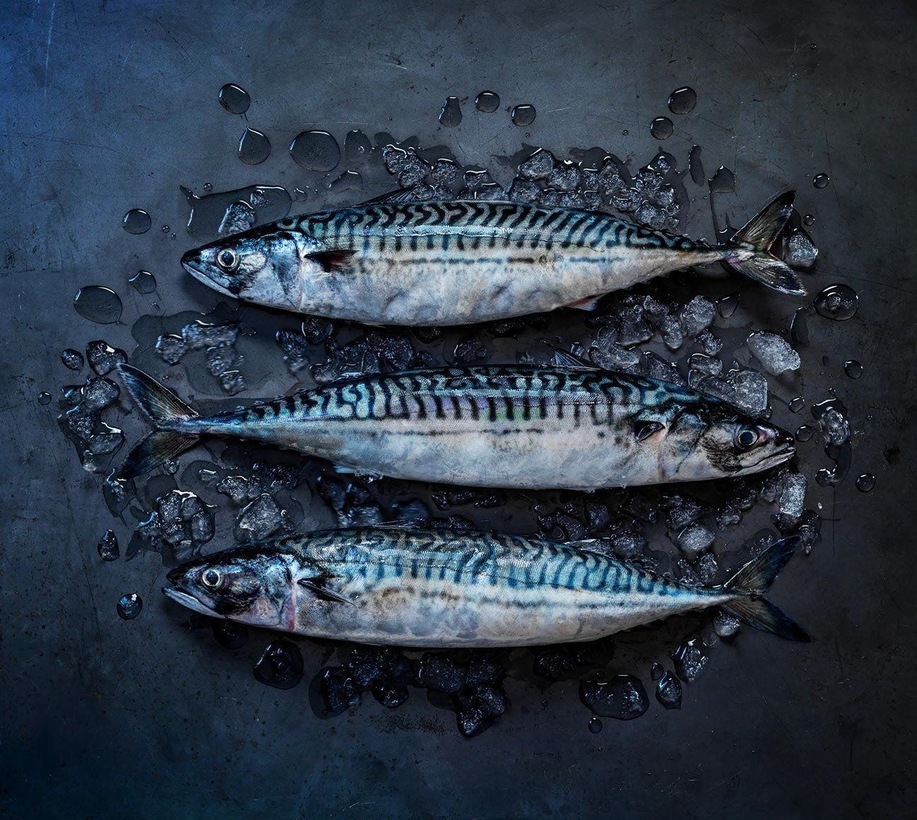 Mackerel