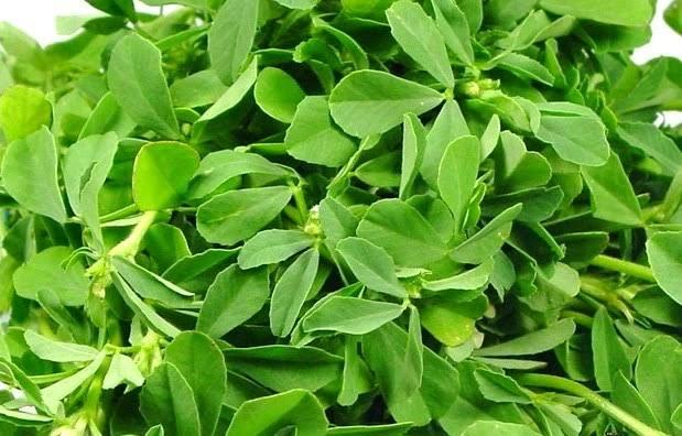 Methi_Fenugreek