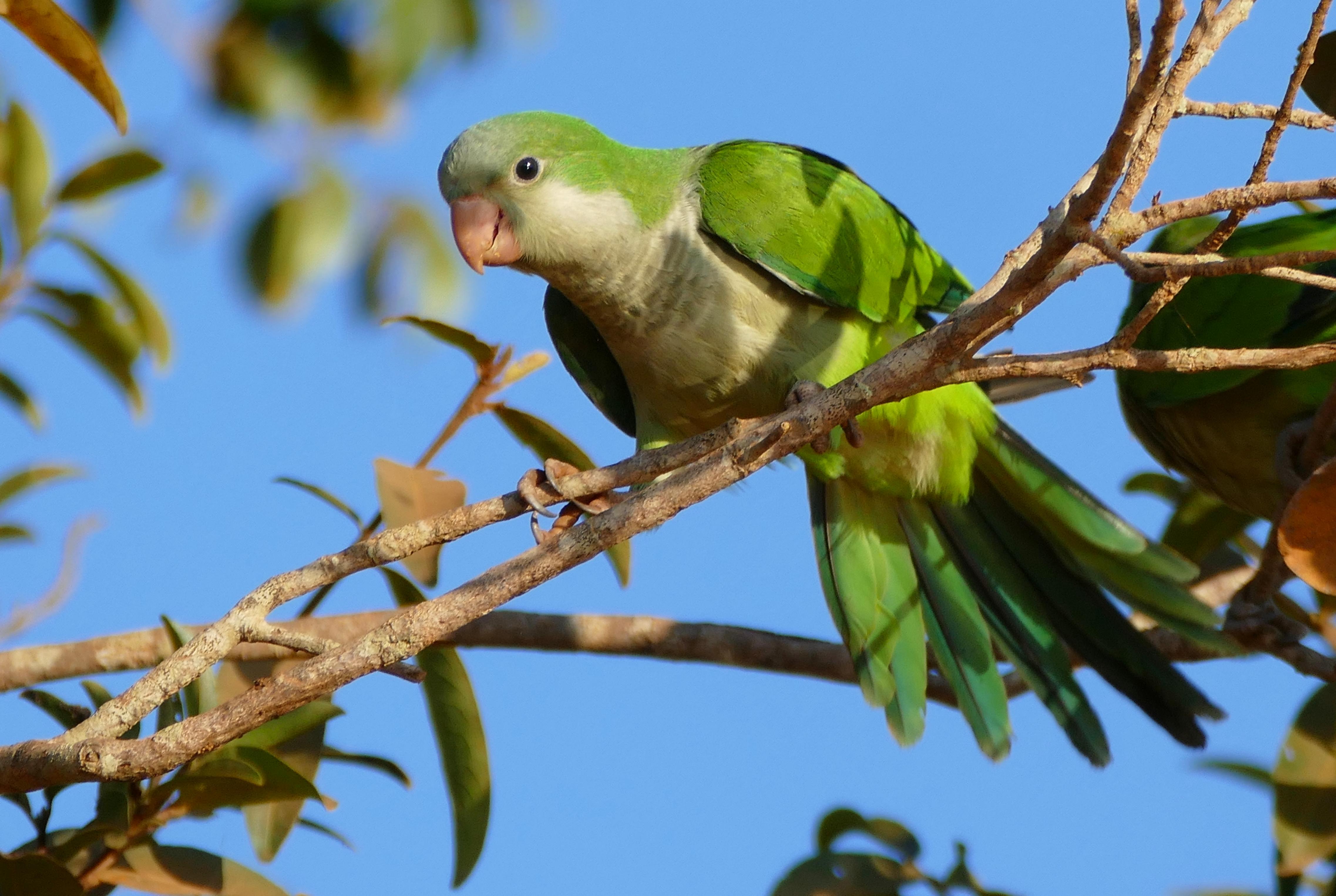 Monk_Parakeet_Quaker_Parrot