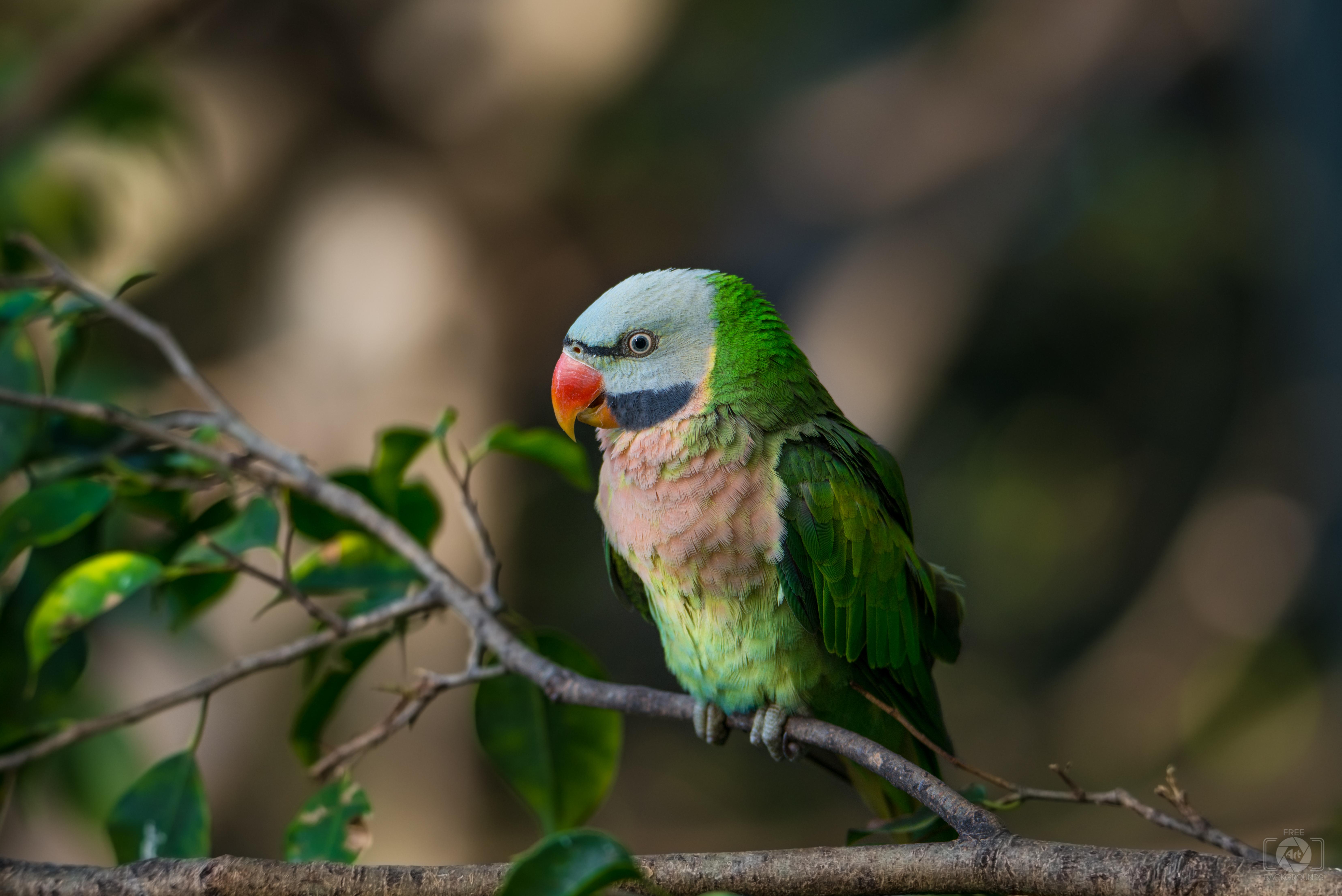 Moustached_Parakeet