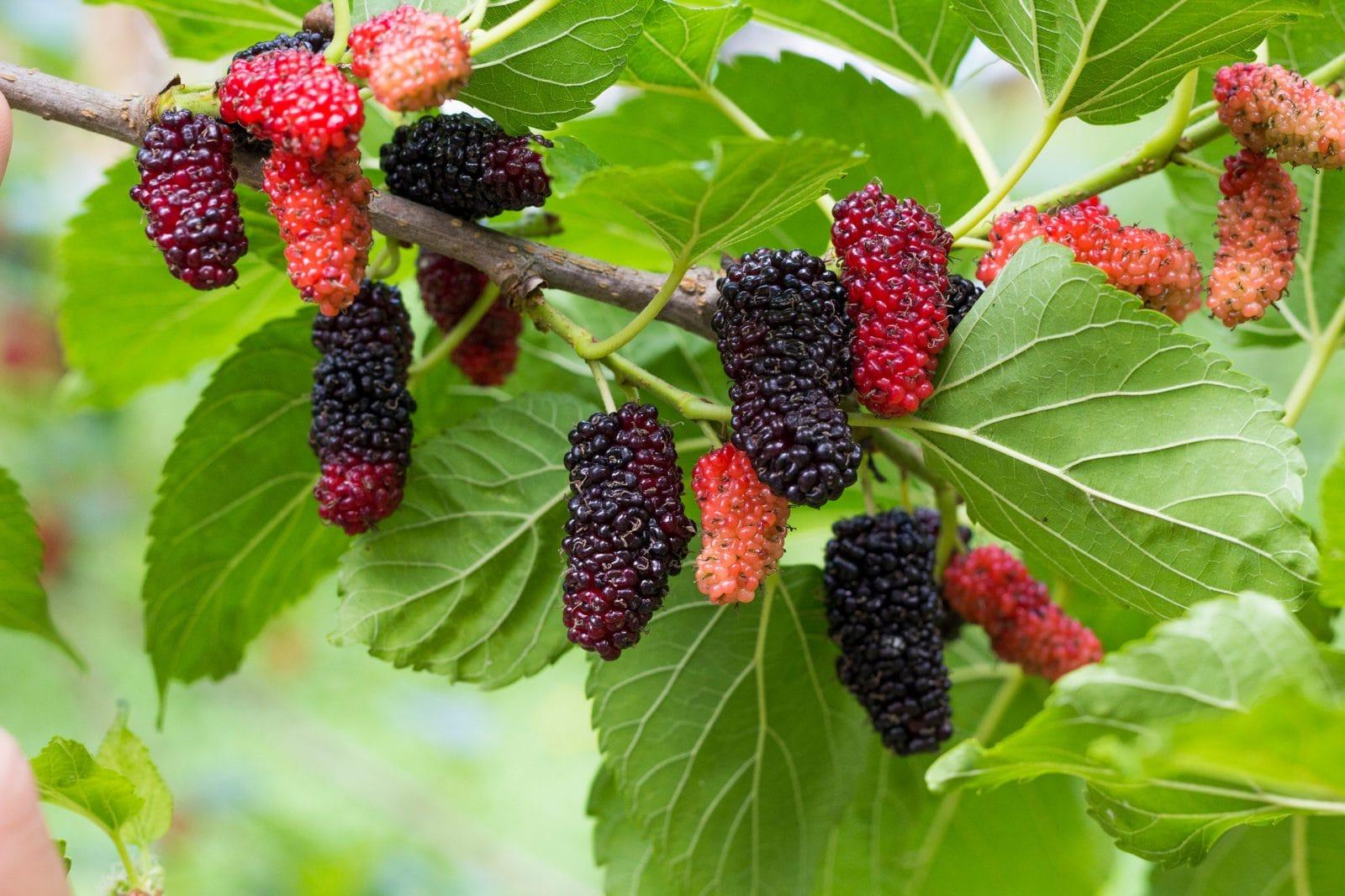 Mulberries