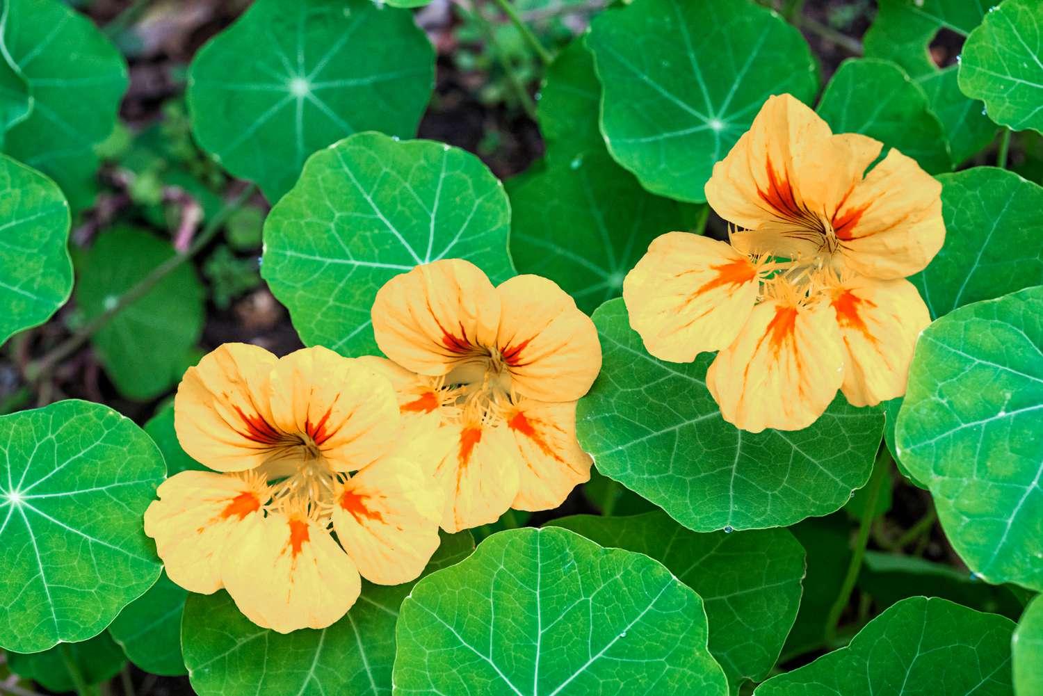 Nasturtiums