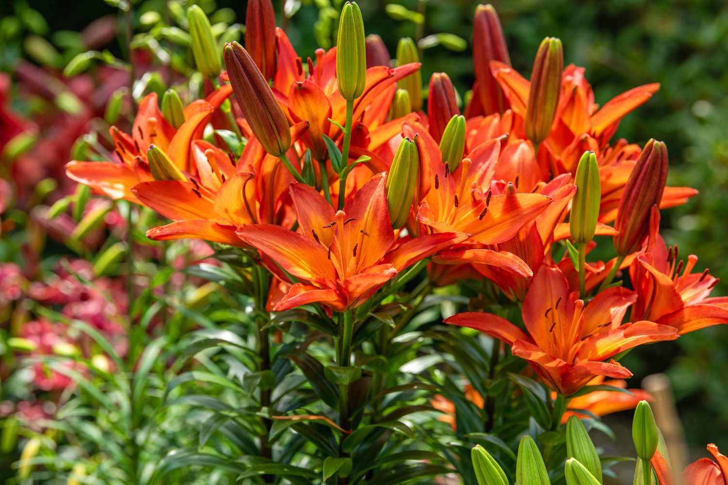 Orange_Lily