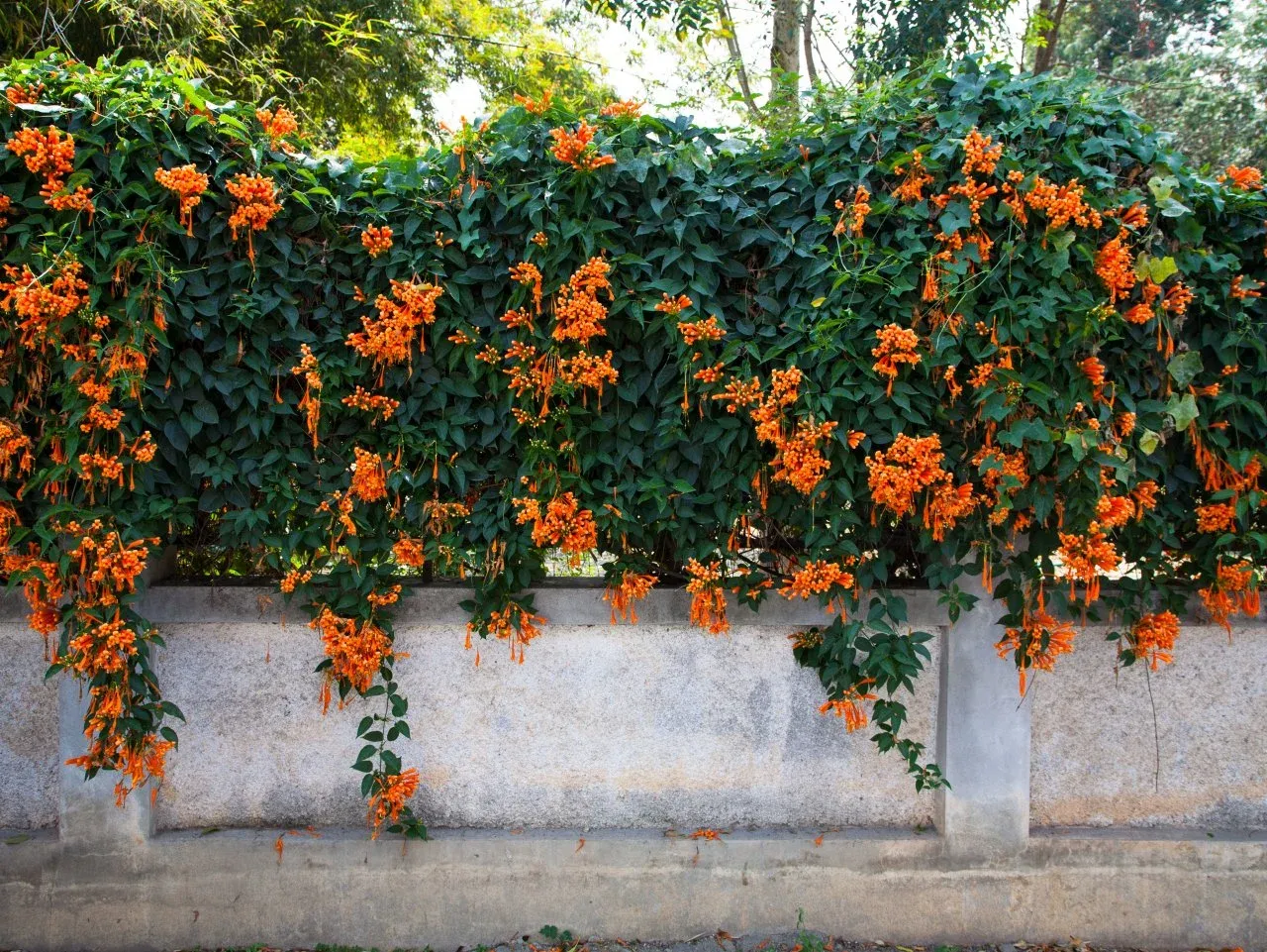 Orange_Trumpet_Creeper