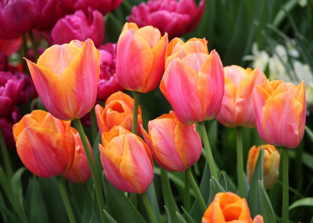 Orange_Tulip