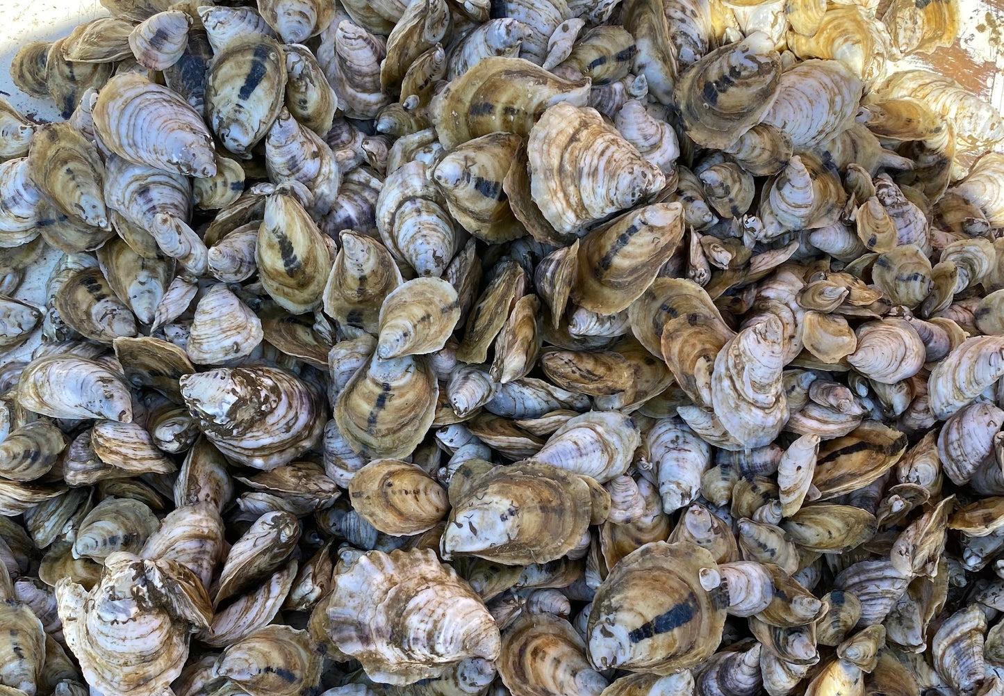 Oysters