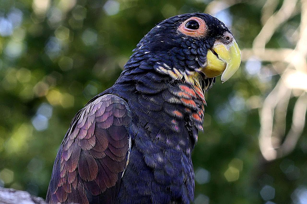 Pionus_Parrot