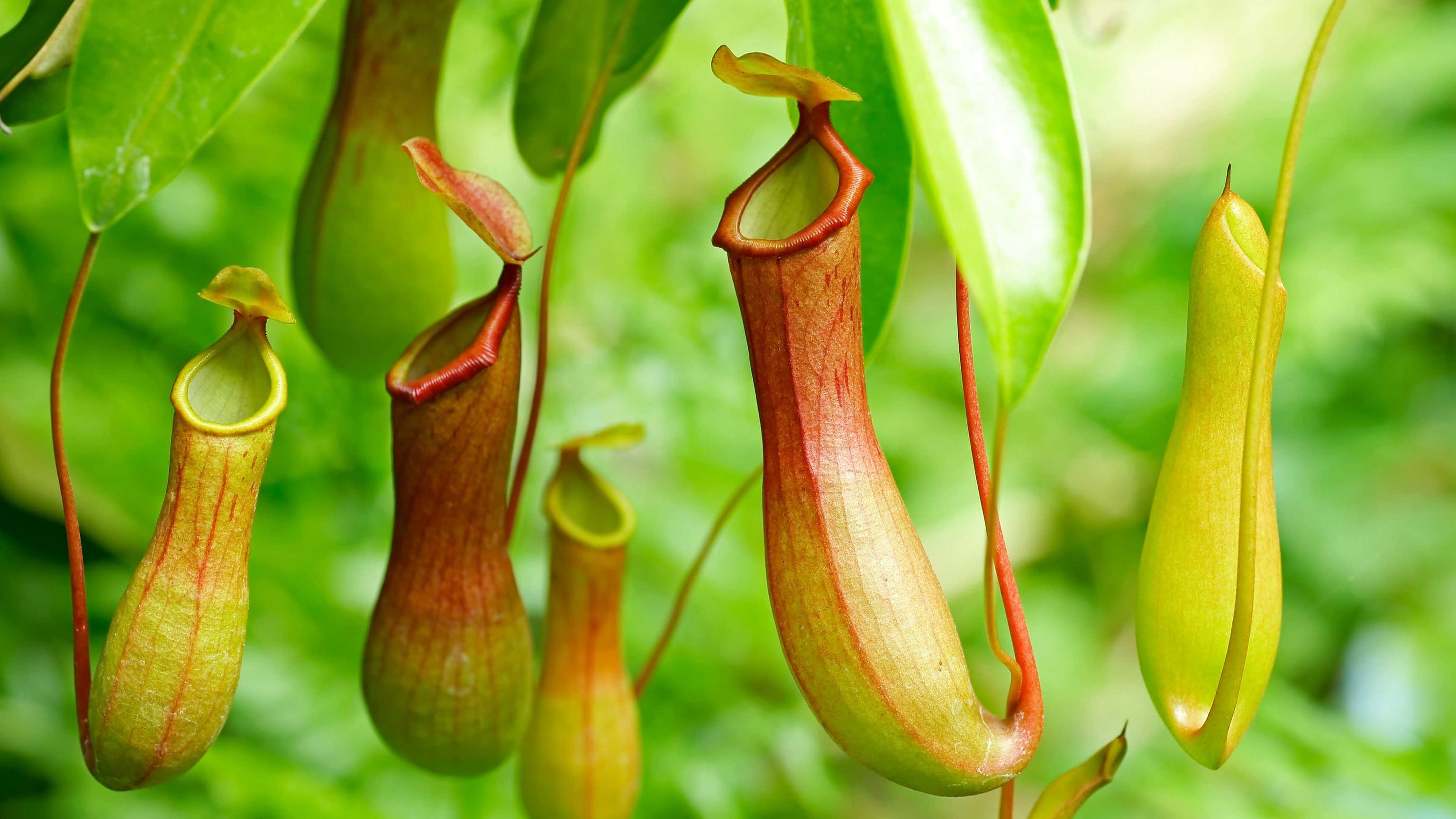 Pitcher_Plant