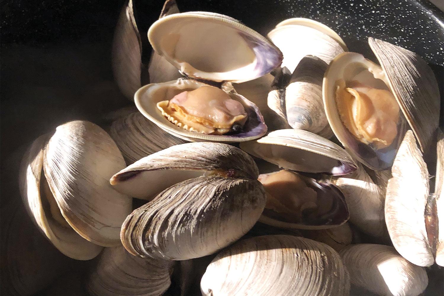 Quahog_Clams