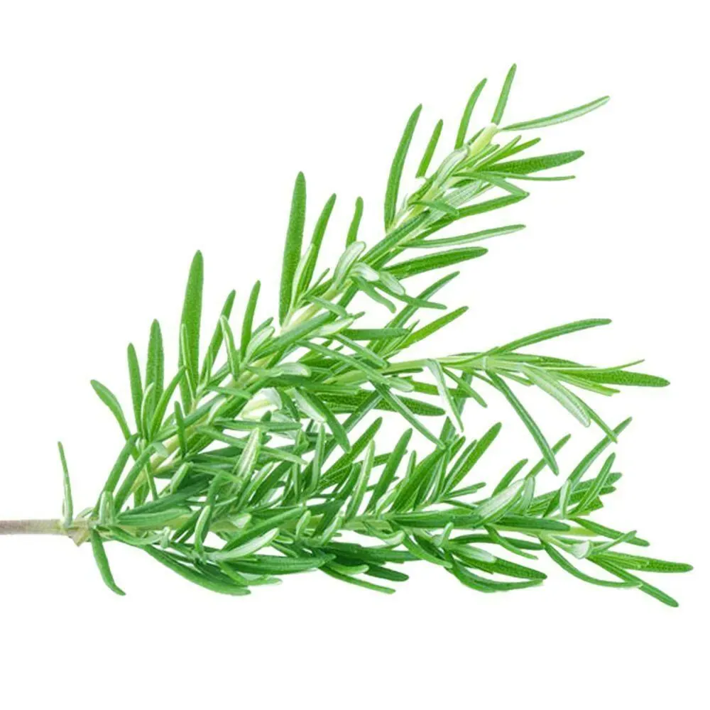 Rosemary