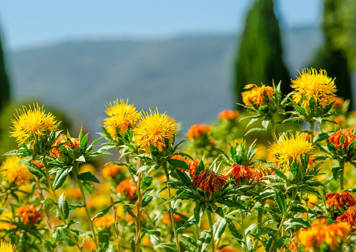 Safflower