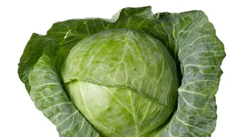 Savoy_Cabbage