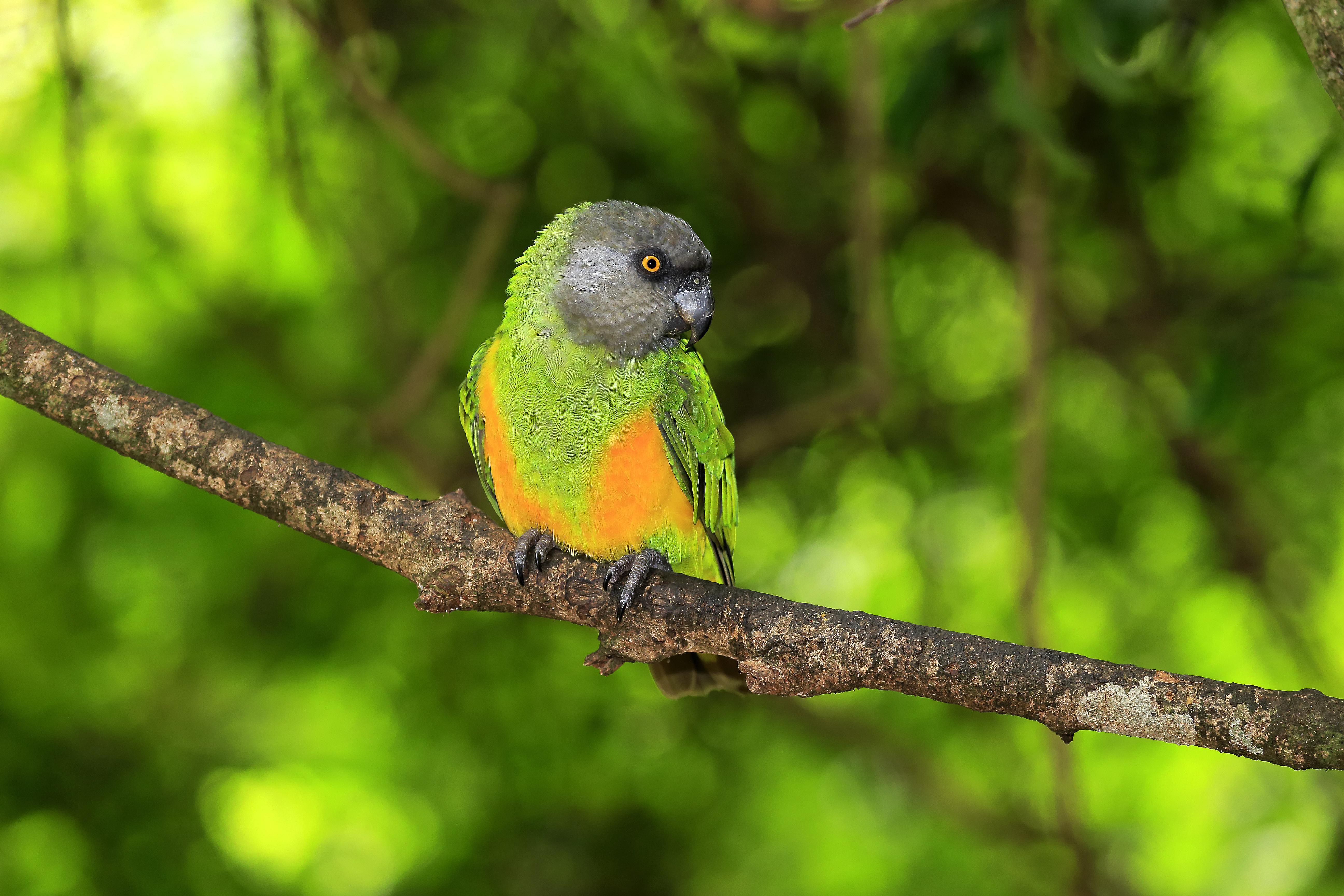 Senegal_Parrot