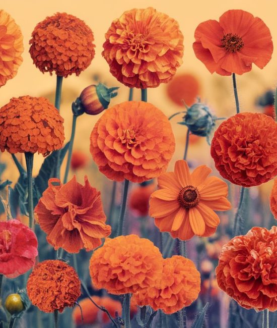 Stunning Orange Flower Names You Should Know