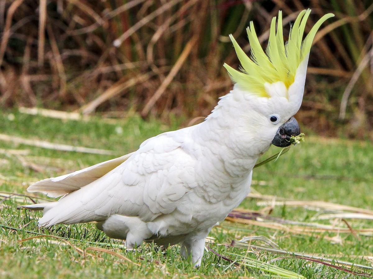 Sulphur-Crested_Cockatoo