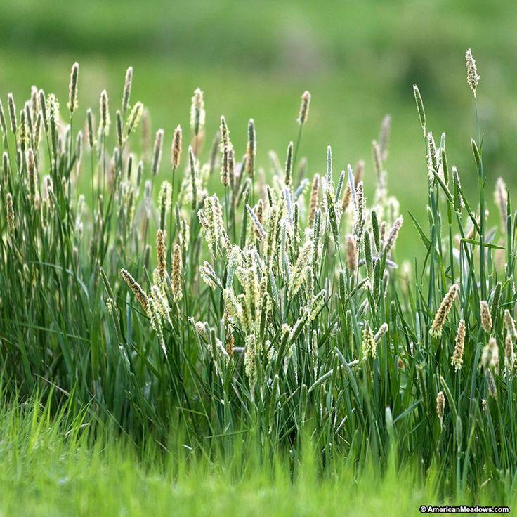 Timothy_Grass_Seeds