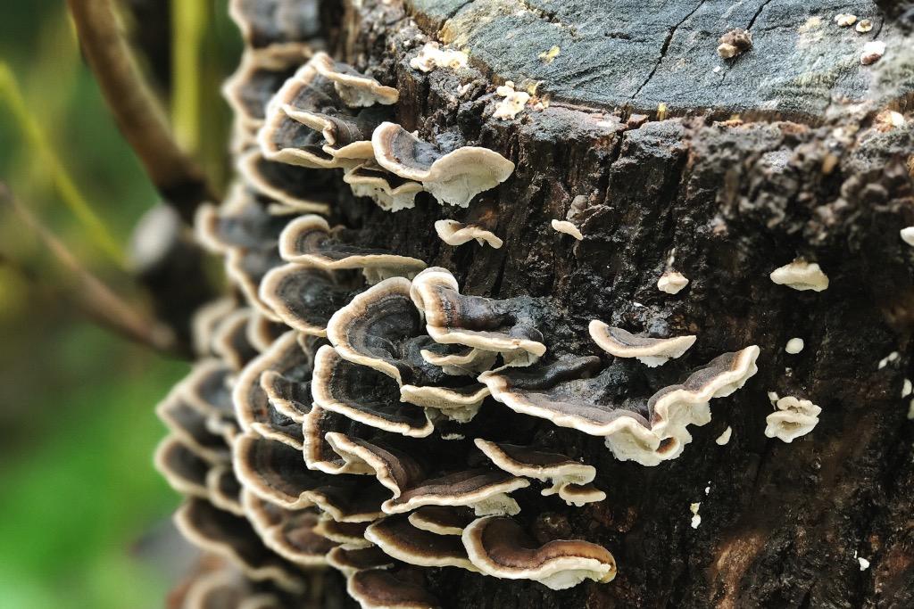 Trametes_Mushrooms