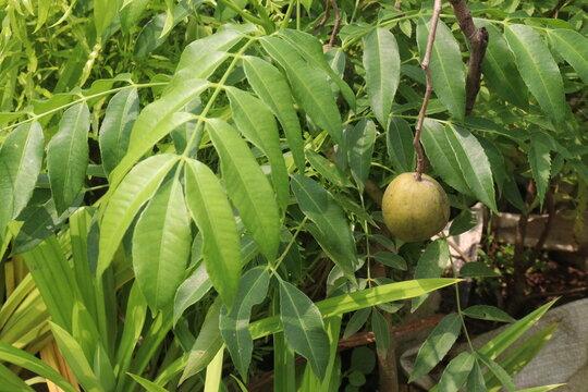 Ububese_African_Hog_Plum