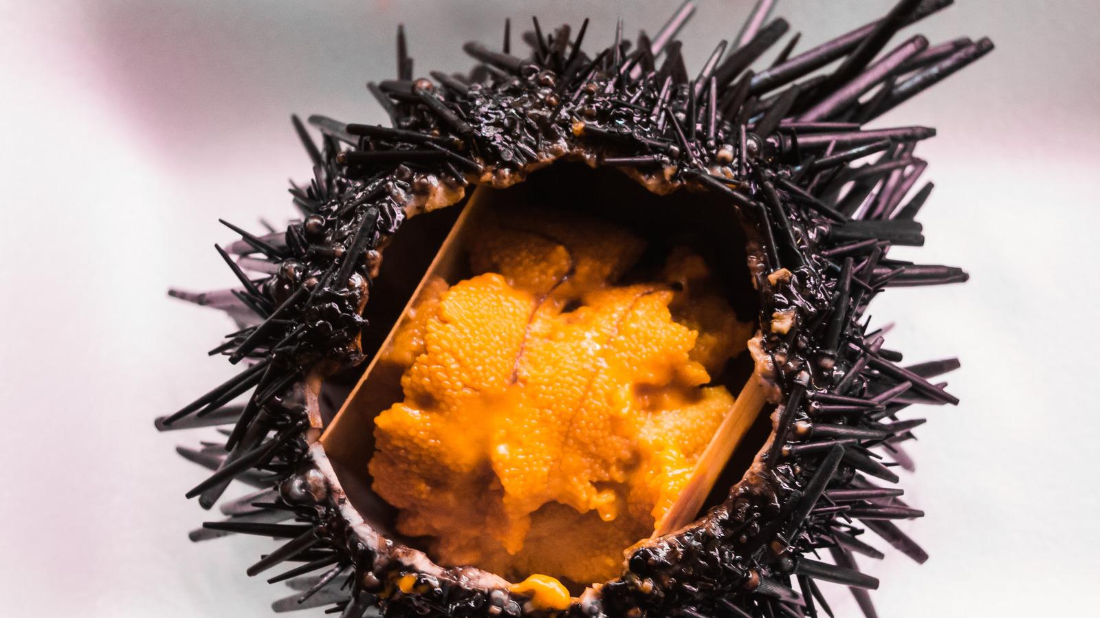 Uni_Sea_Urchin