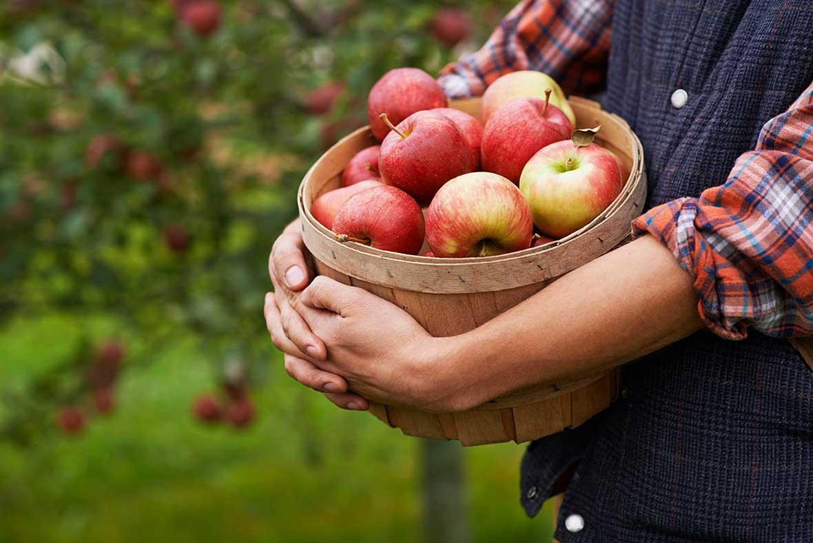 Upstate_New_York_Apple