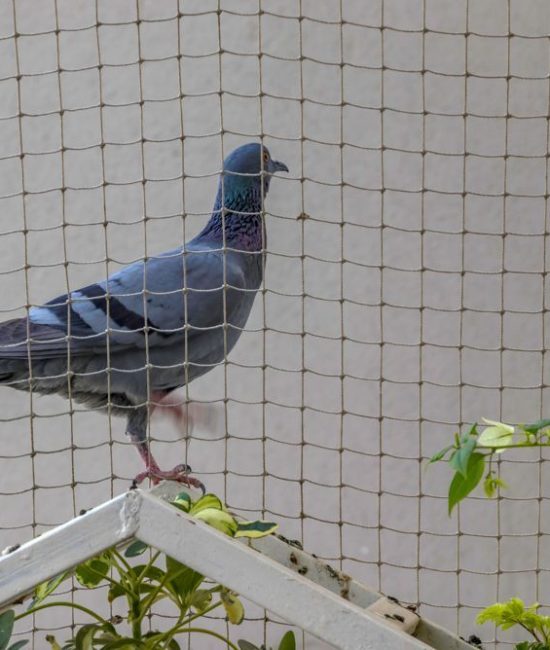 Ways To Protect Your Property from Pigeons