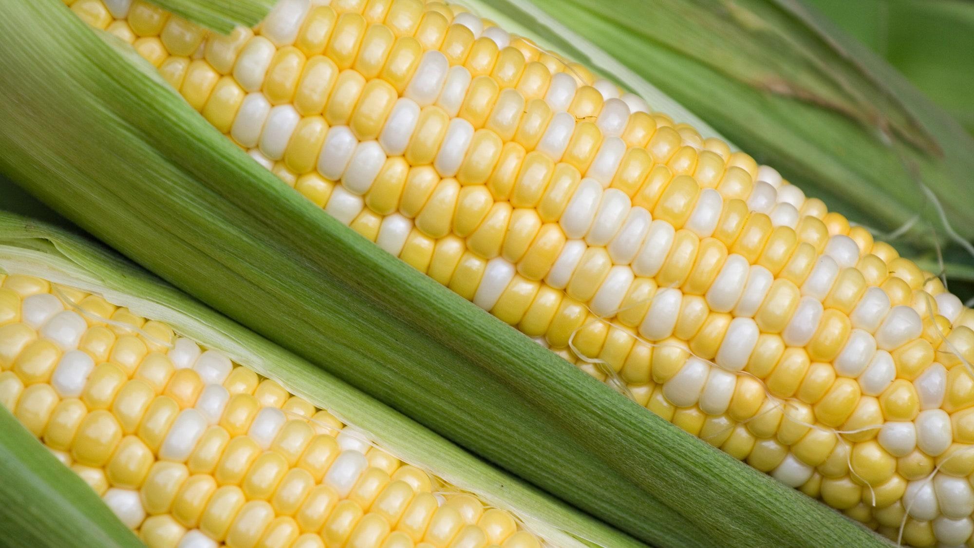 Yellow_Corn