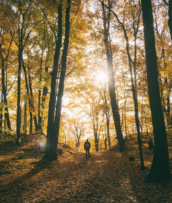 Nature as Nourishment: The Healing Power of the Outdoors for Highly Sensitive Souls