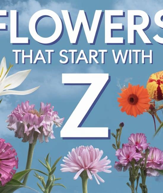 Beautiful Flowers That Start with Z Around the World