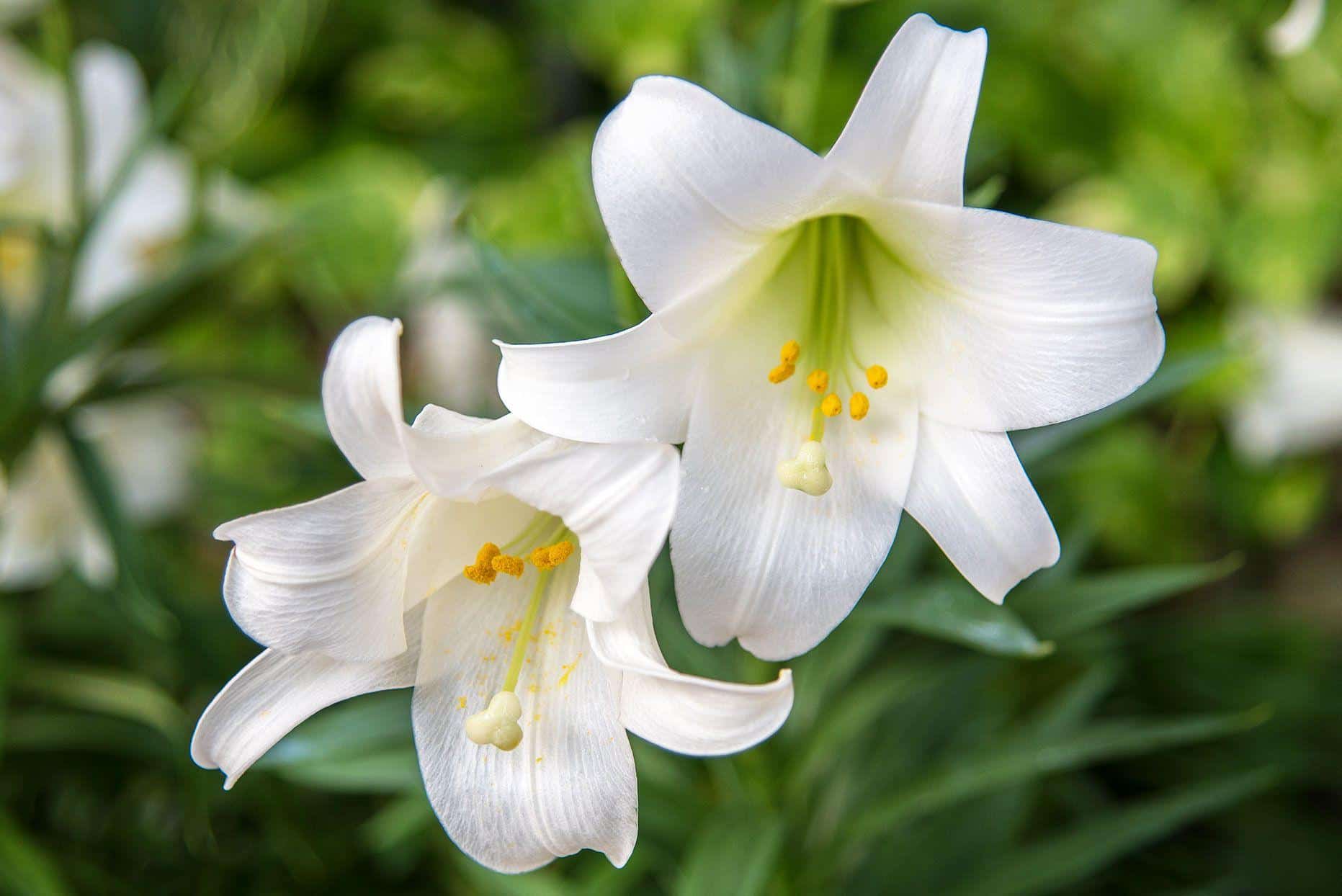 Easter_Lily