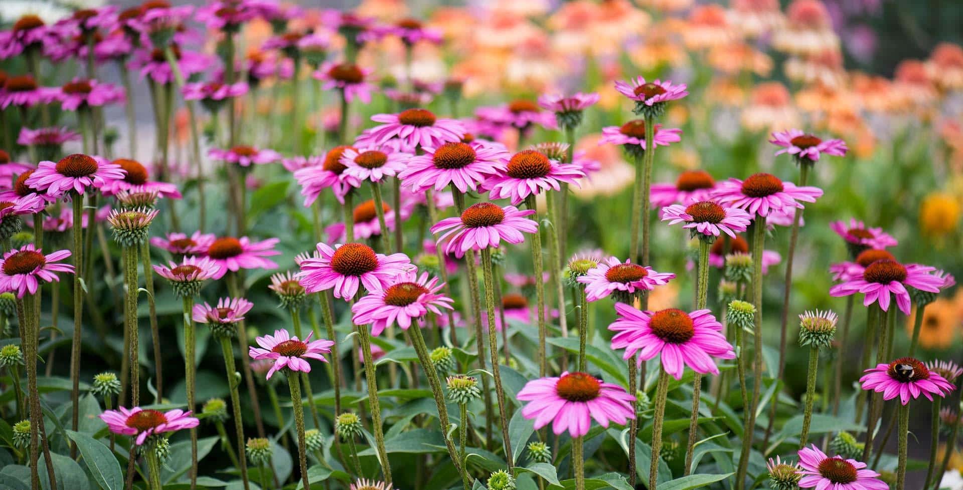 Echinacea