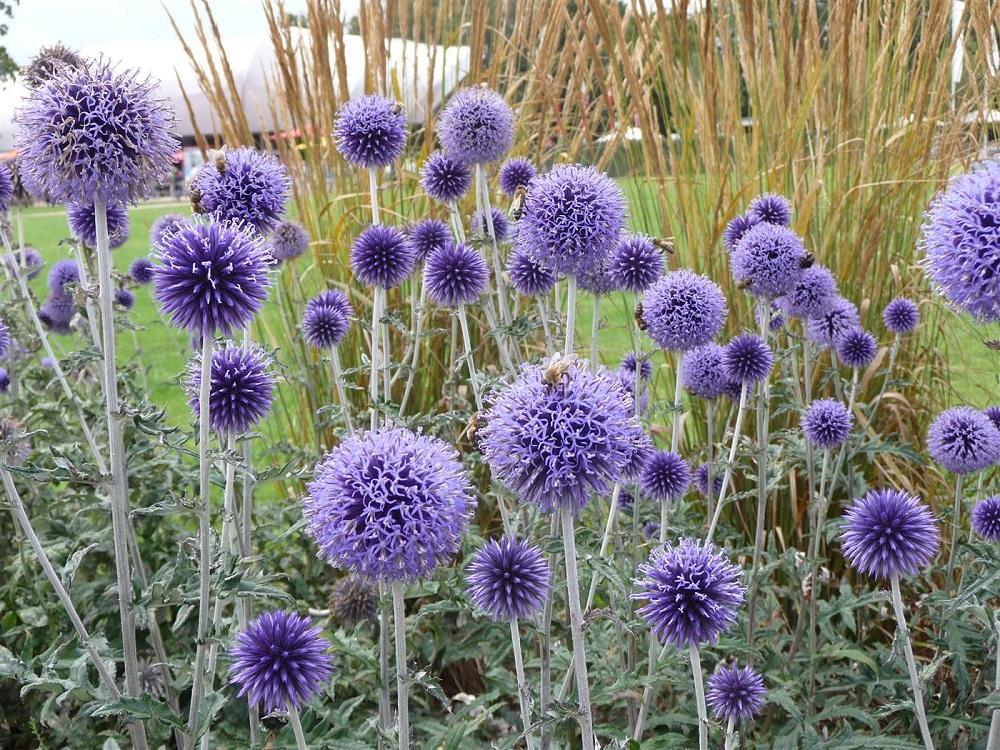 Echinops_Globe_Thistle