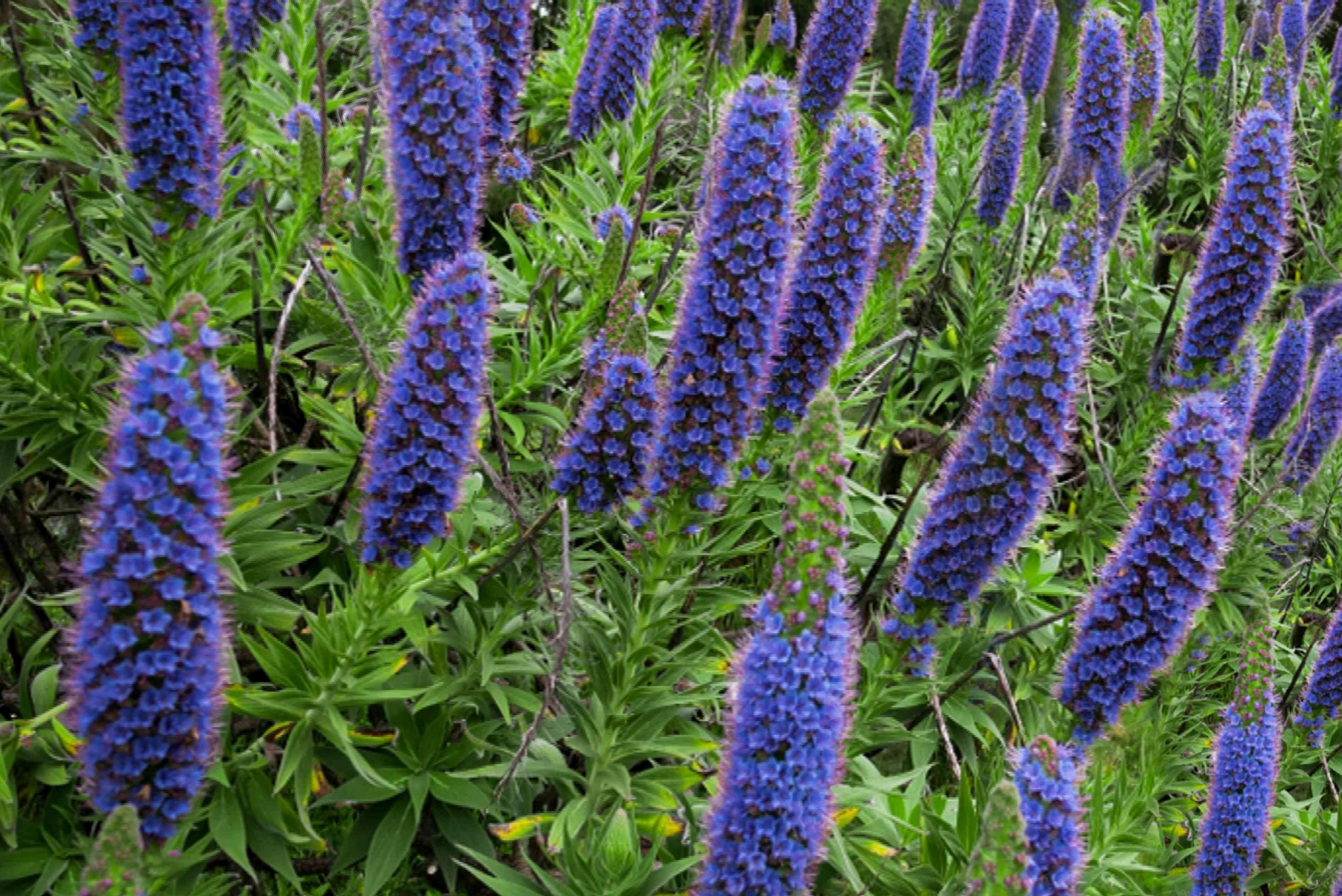 Echium_Pride_of_Madeira