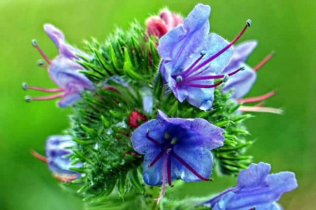 Echium_vulgare_Vipers_Bugloss