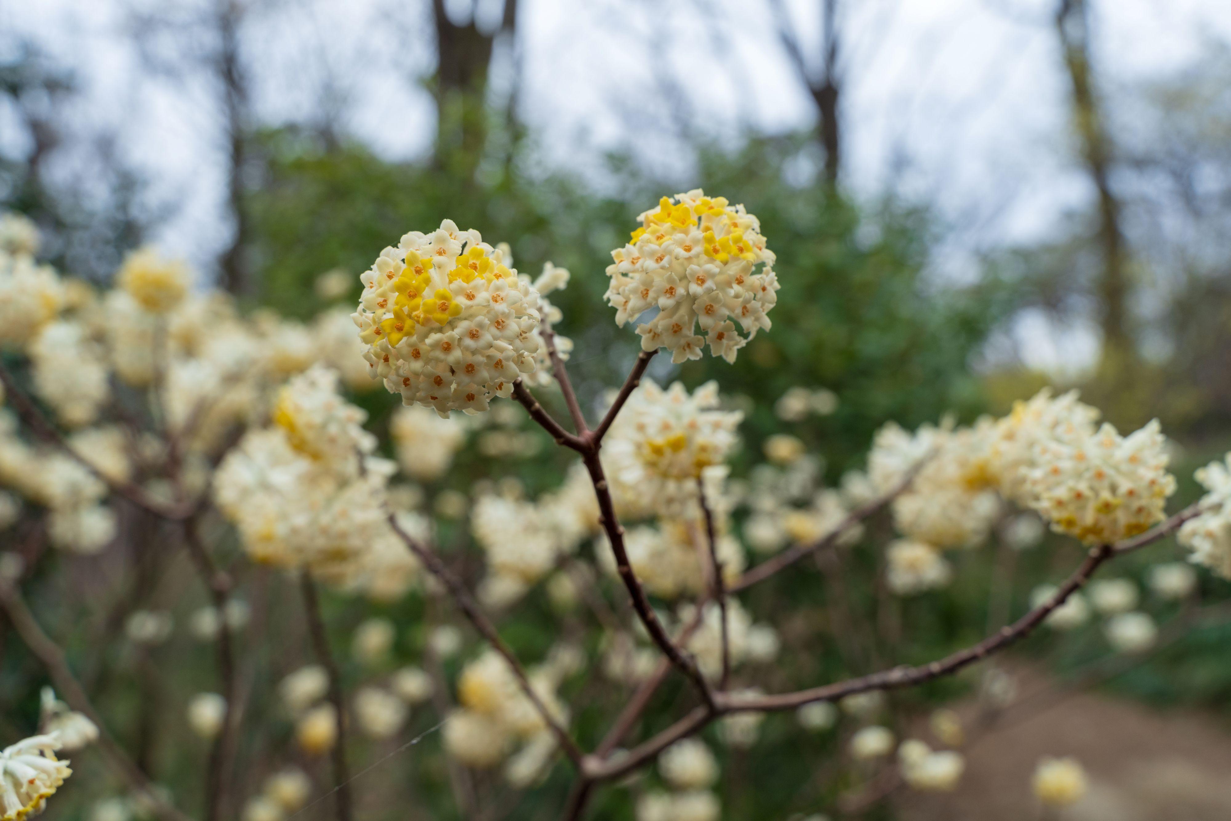 Edgeworthia_Paperbush