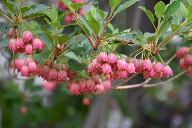 Enkianthus_Redvein