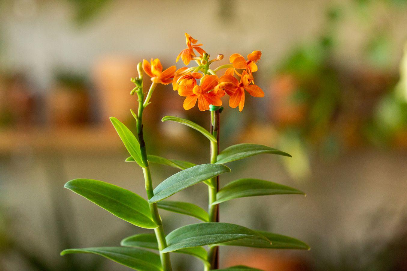 Epidendrum_Reed-Stem_Orchid