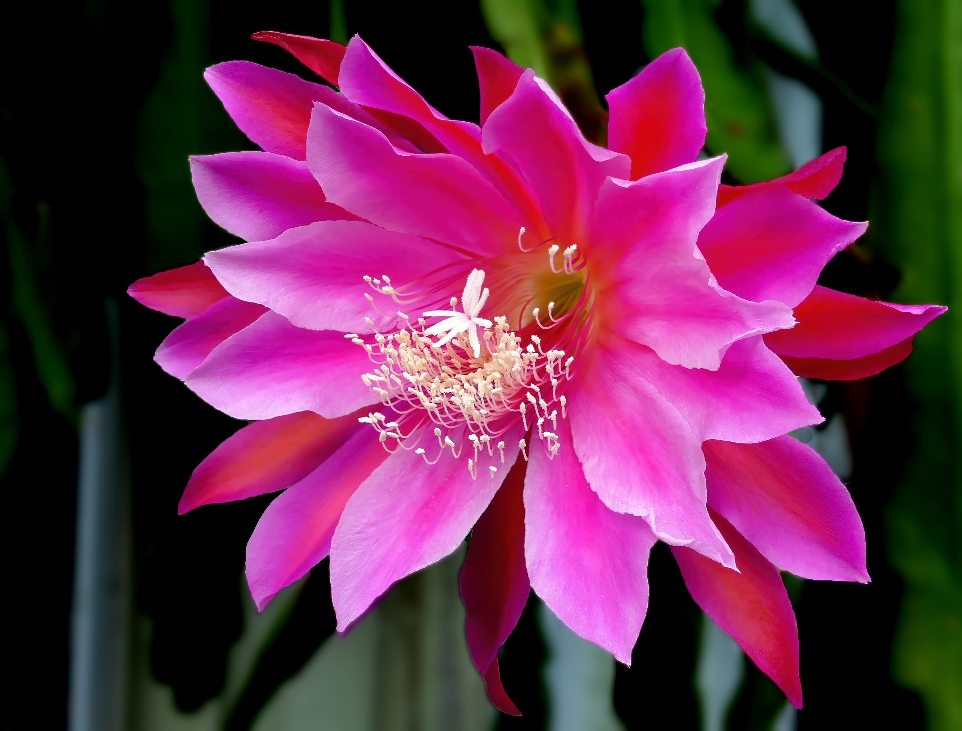 Epiphyllum_Orchid_Cactus