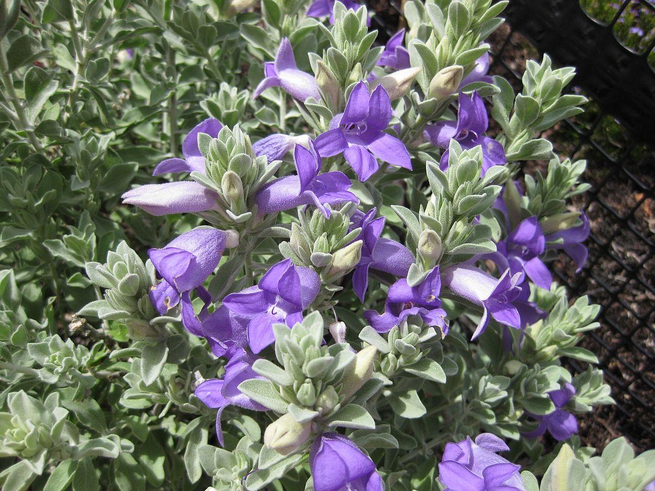 Eremophila_Emu_Bush