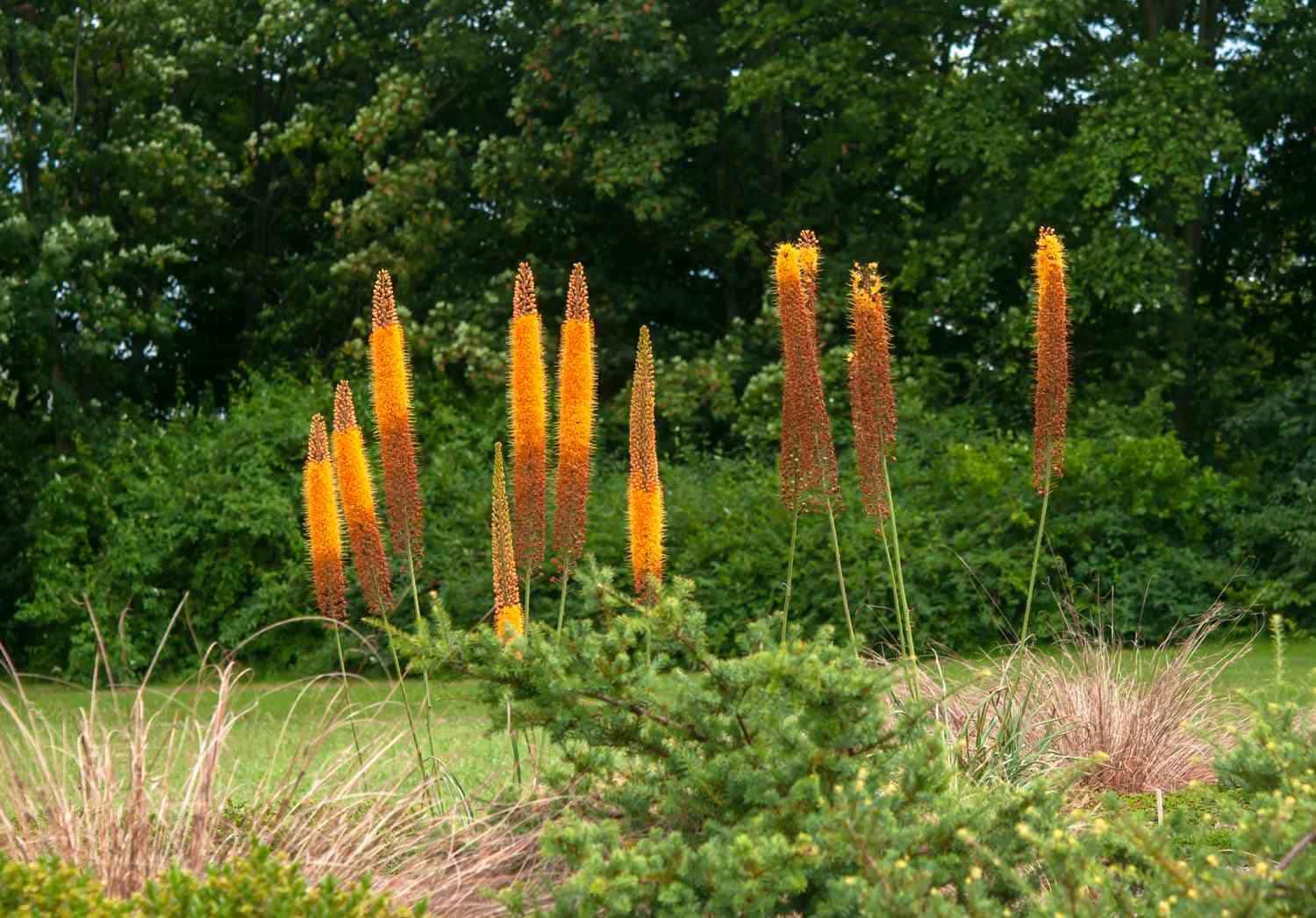 Eremurus_Foxtail_Lily