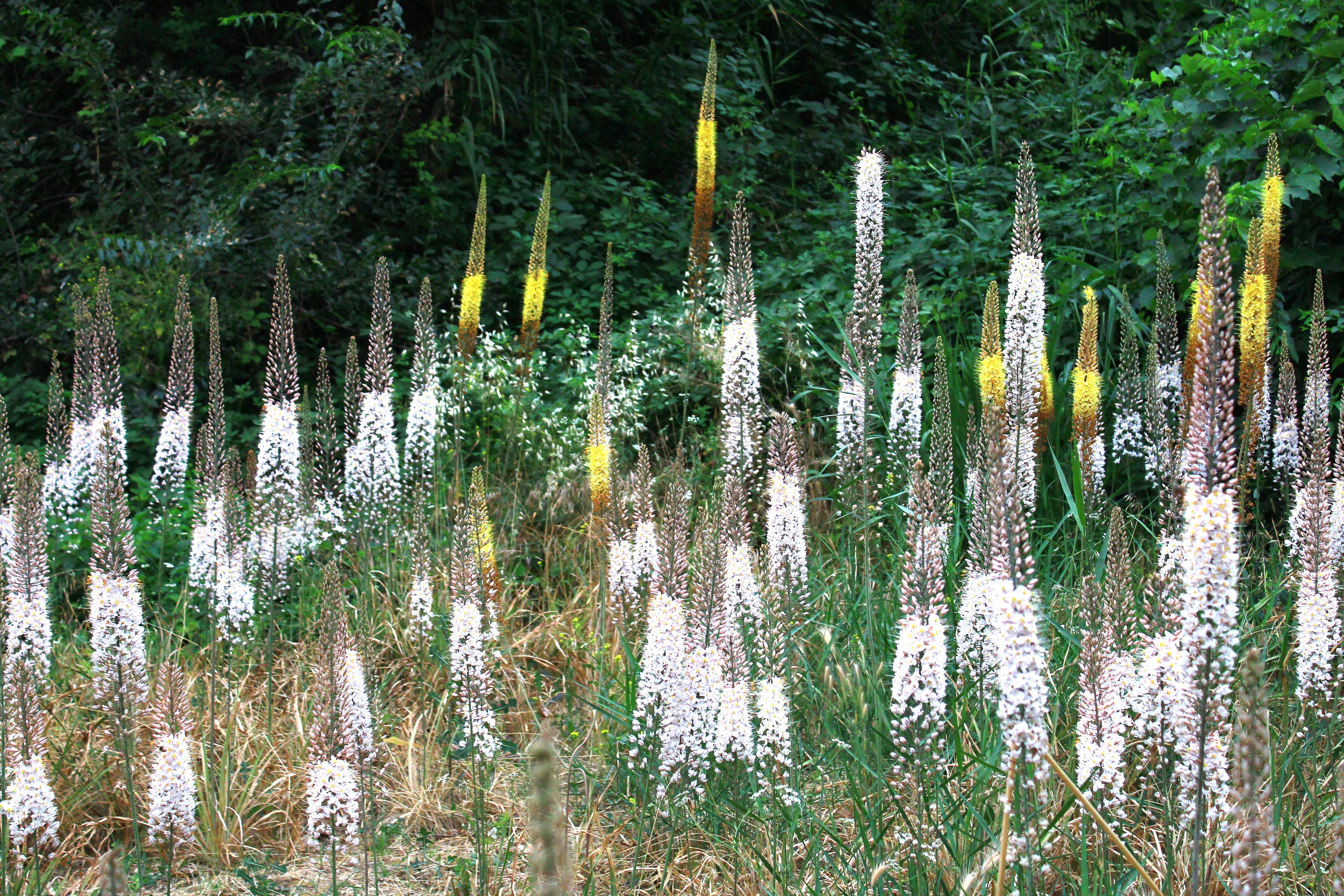 Eremurus_robustus_Foxtail_Lily