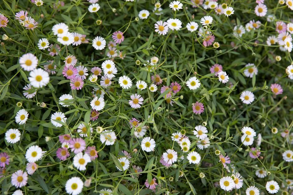 Erigeron_Fleabane