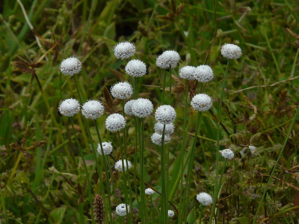 Eriocaulon_Pipewort