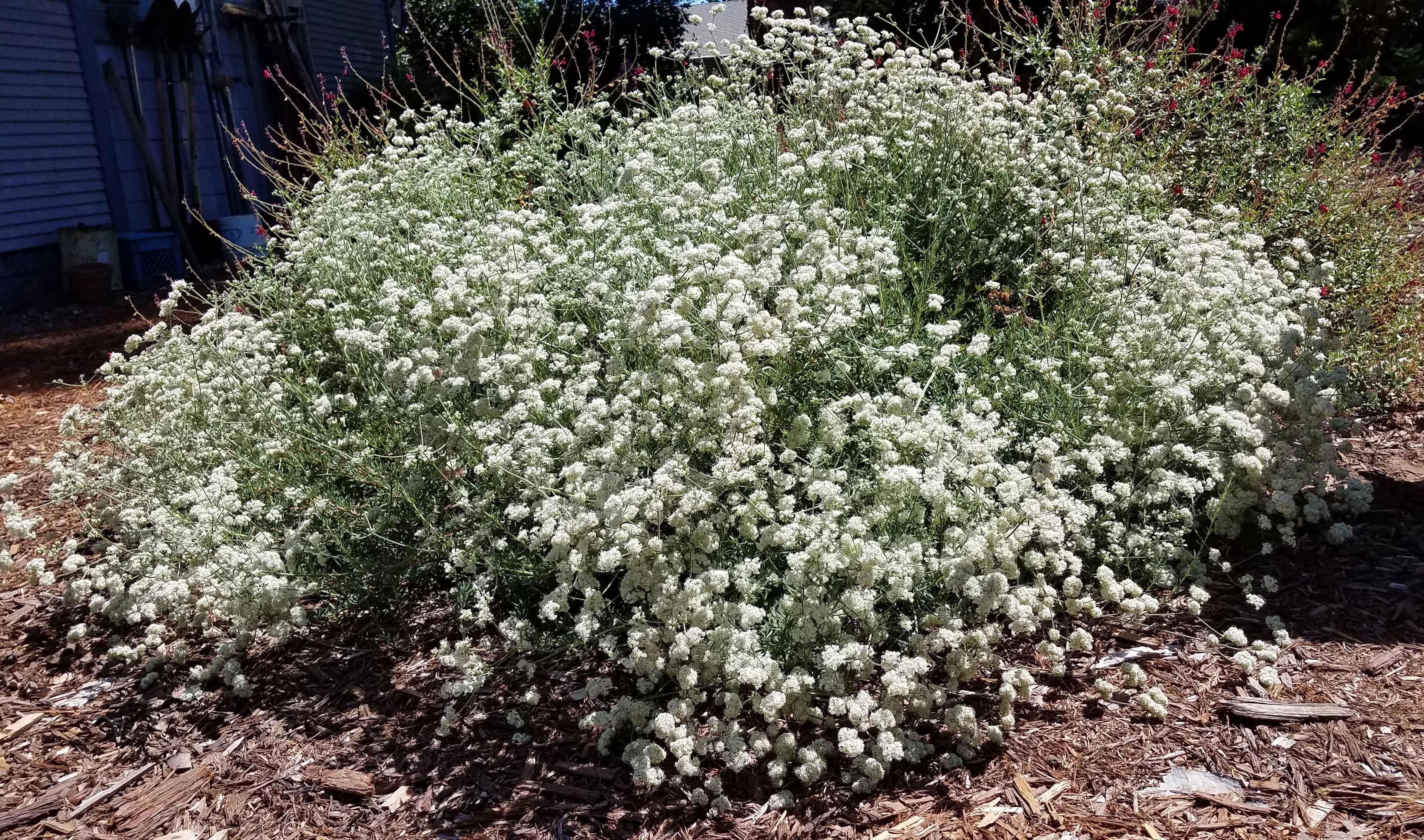 Eriogonum_Buckwheat