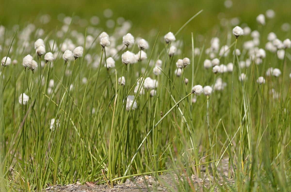 Eriophorum_Cotton_Grass