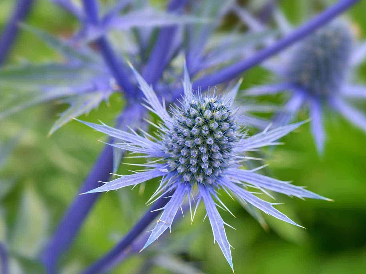 Eryngium_Sea_Holly